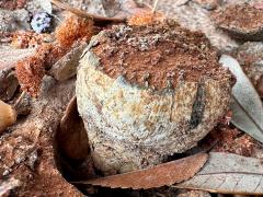 (Pisolithus Dyeball) profile