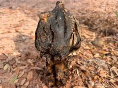 (Arhizus Dyeball) lateral