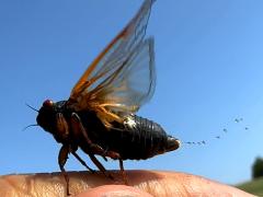 (Dwarf Periodical Cicada) male peeing honeydew