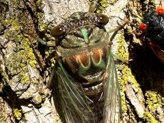 (Northern Dog-day Cicada) and Dwarf Periodical Cicada