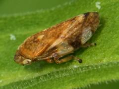 (Meadow Spittlebug) dorsal