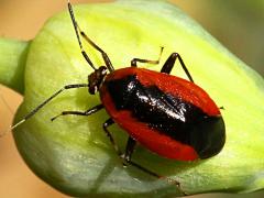 (Dislocatus Plant Bug) on Wild Garlic