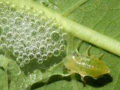 (Meadow Spittlebug) nymph bubble on Hemp Dogbane