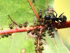 (Poplar Aphid) (Black Carpenter Ant) on Cottonwood