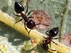 (Cherry Ant) females tending Neosymydobius Aphid