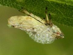 (Meadow Spittlebug) spittle