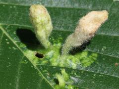 (Oriental Grass Root Aphid) upperside galls on American Elm