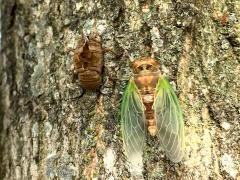 (Northern Dog-day Cicada) male molting from nymph on Sugar Maple