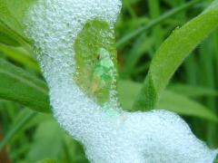 (Philaenini True Spittlebug) nymph on Tall Goldenrod
