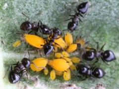 (Oleander Aphid) (Small-lined Acrobat Ant) tending