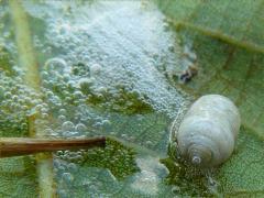 (Clastoptera Spittlebug) nymph on Black Walnut