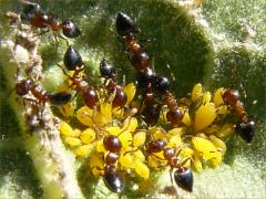(Oleander Aphid) (Small-lined Acrobat Ant) on Common Milkweed