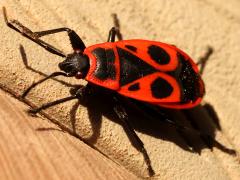 (European Firebug) profile