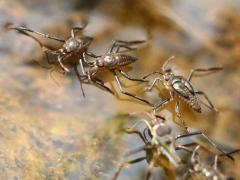 (Smaller Water Strider) dorsal