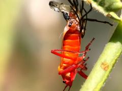 (Large Milkweed Bug) molting bottom