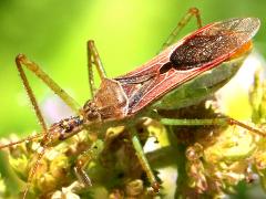 (Leafhopper Assassin Bug) lateral