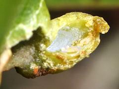 (Red Bay Psyllid) open gall on Redbay