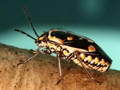 (Bagrada Bug) profile