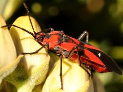 (Blood-colored Milkweed Bug) lateral on Rush Milkweed
