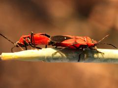 (Blood-colored Milkweed Bug) mating lateral