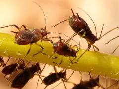 (Uroleucon Large Daisy Aphid) ventral on Brittlebush