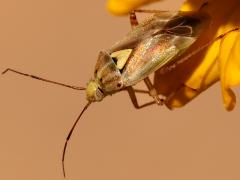 (Lygus Plant Bug) profile