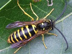 (Eastern Yellowjacket) male dorsal