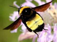 (Black-and-gold Bumble Bee) flying