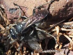 (Arg. Square-headed Wasp) hunting Japanese Burrowing Cricket