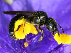 (Common Spiderwort) (Small Carpenter Bee) Zadontomerus on Common Spiderwort