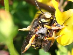 (Oblong Woolcarder Bee) mating on Bird's-foot Trefoil