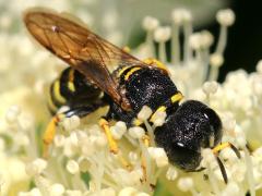 (Ect. Square-headed Wasp) frontal