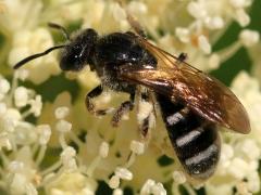 (Halictini Sweat Bee) dorsal