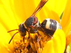(Two-banded Cellophane-Cuckoo) lateral