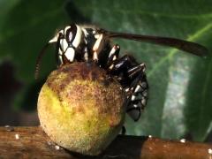 (Oak Rough Bulletgall Wasp) drinking gall Bald-faced Hornet