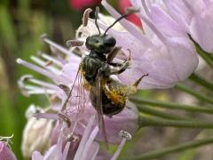 (Lasioglossum Sweat Bee) dorsal