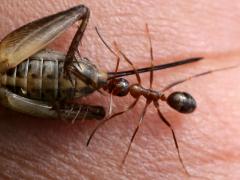 (Variable Field Ant) hunting Fall Field Cricket