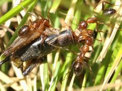 (Variable Field Ant) scavenging Fall Field Cricket