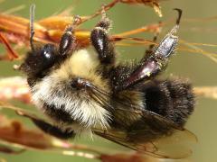 (Indian Grass) (Common Eastern Bumble Bee) female on Indian Grass