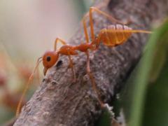 (Weaver Ant) lateral