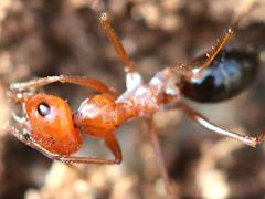 (Cataglyphis Sahara Ant) lateral