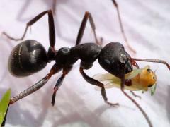 (Japanese Wood Ant) carrying on Japanese Wood Ant