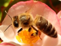 (European Honey Bee) profile