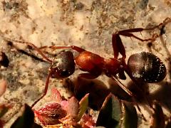 (Rufibarbis-group Wood Ant) profile