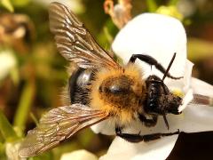 (Common Carder Bumble Bee) face