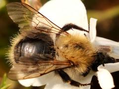 (Common Carder Bumble Bee) head