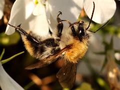 (Common Carder Bumble Bee) lateral