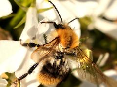(Common Carder Bumble Bee) profile