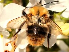 (Common Carder Bumble Bee) top