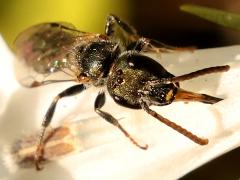 (Halictina Sweat Bee) face